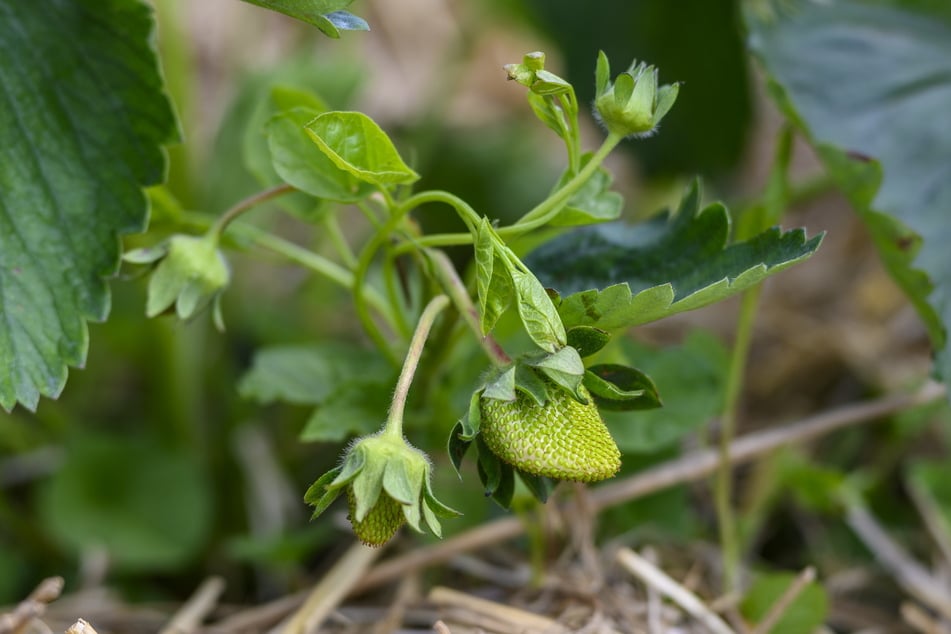Bodenfrost könnte die noch grünen Früchte der Erdbeeren ruinieren.