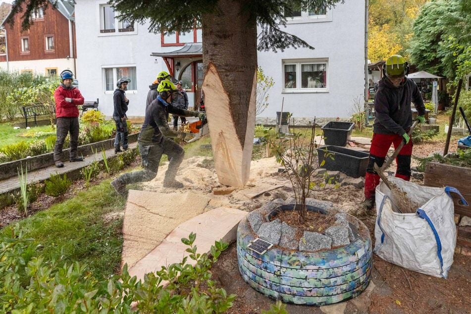 Im Garten von Familie Bormann-Paul musste der Baum abgesägt werden ...