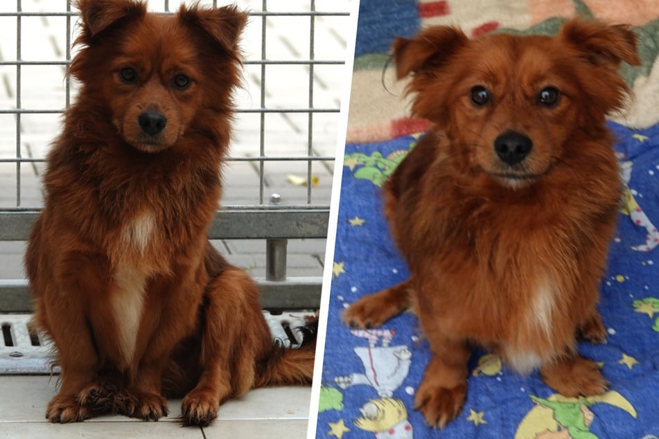 Süßer Junghund von Straße geholt, Tierarzt macht traurige Entdeckung