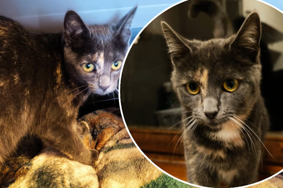 Nach Kater "Besen": Jetzt schwebt auch die kleine Sissi in Lebensgefahr!