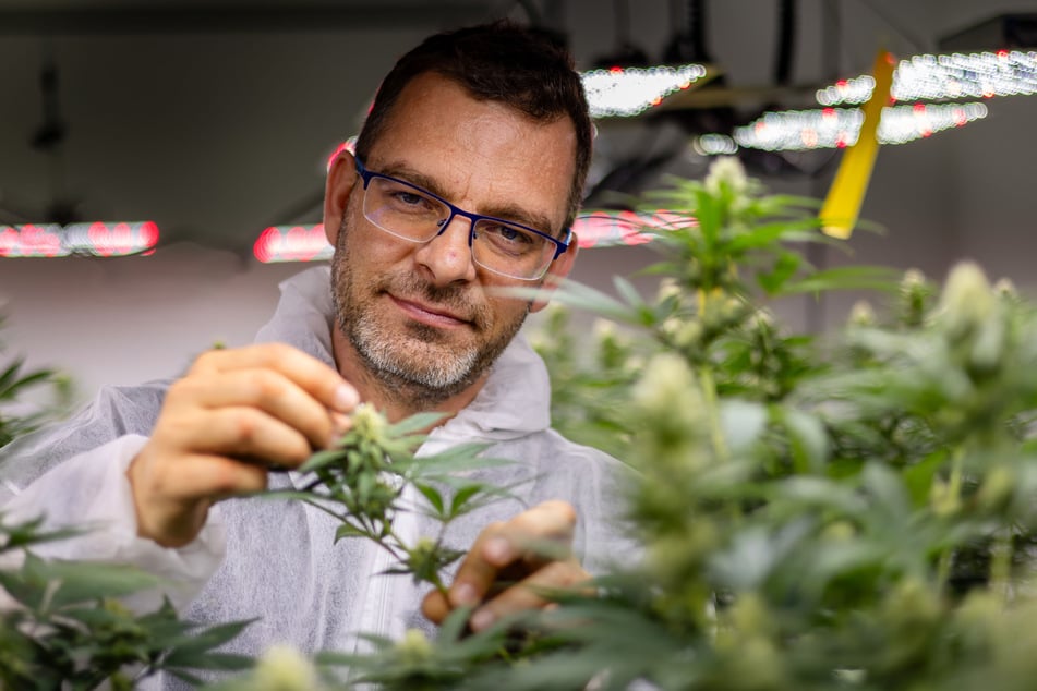 Clubchef Martin Sienang (46) kontrolliert regelmäßig die Pflanzen in der Plantage.