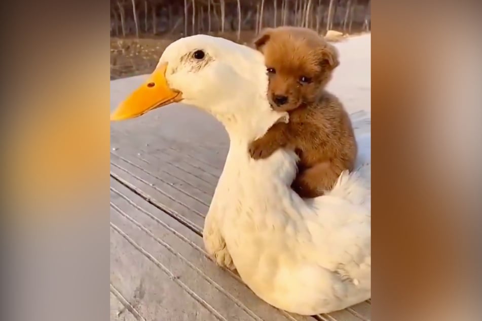 This puppy is riding his feathered friend all the way to viral stardom.