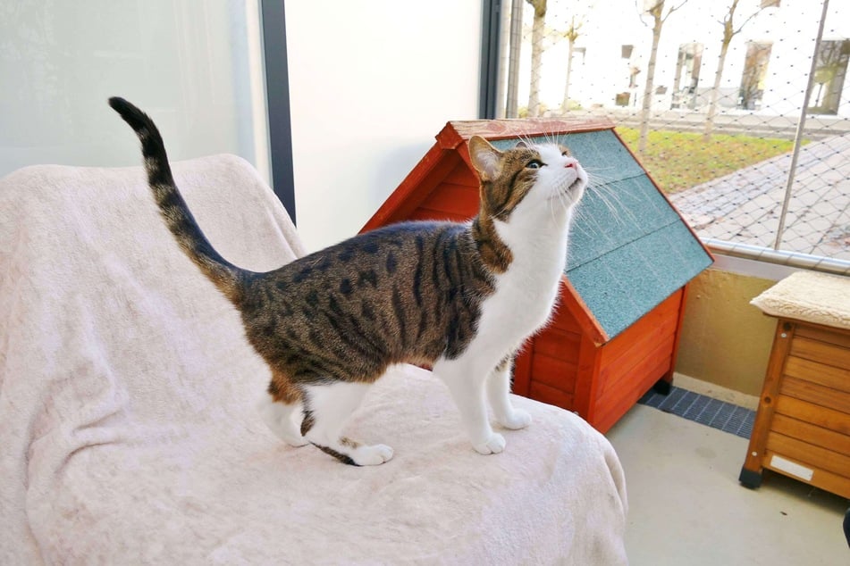 Findet Jerry endlich sein Glück? Der Kater sucht Halter, die sich mit schwierigen Samtpfoten auskennen.