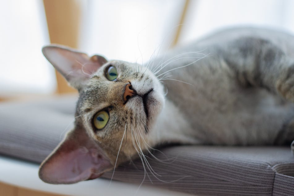 Eine Devon Rex braucht viel Platz zum Spielen und Toben.