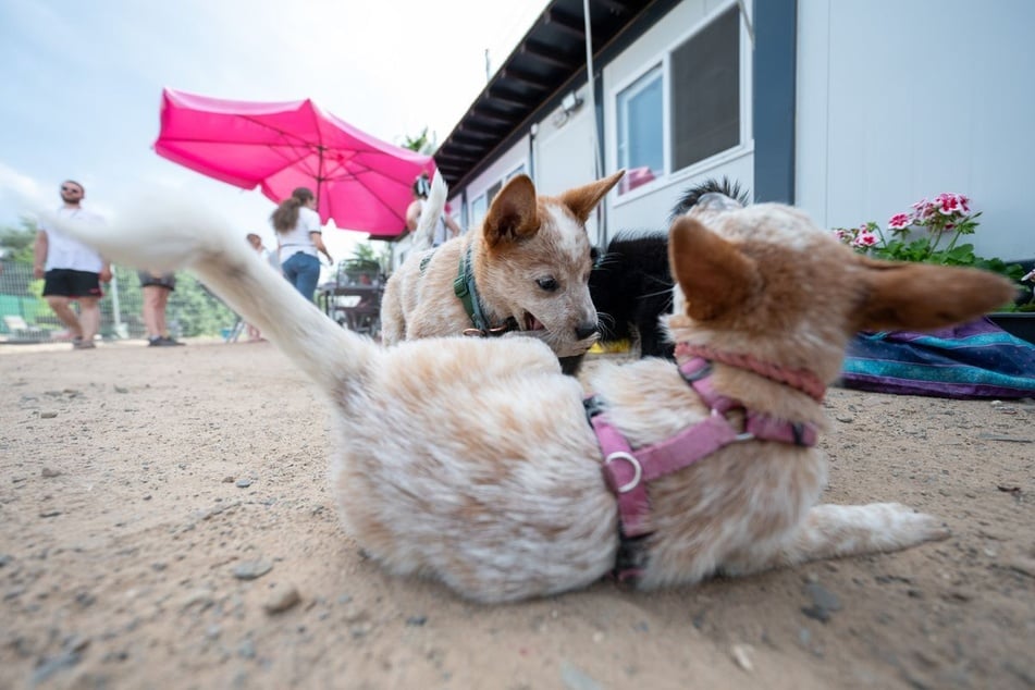 "Die Welpen kommen - mit Martin Rütter" wird ab dem 10. März um 20.15 Uhr bei VOX zu sehen sein. (Symbolbild)