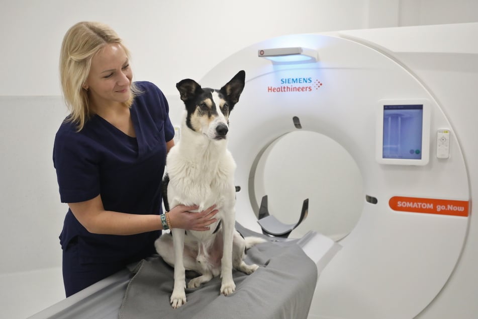 Tierkliniken können Hunde mit modernen MRT- und CT-Geräten untersuchen.