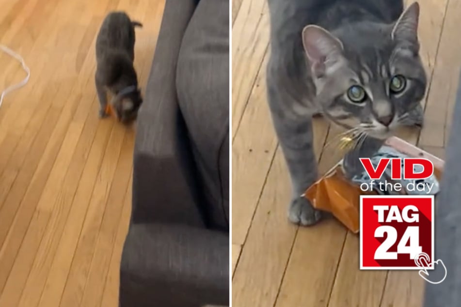 viral videos: Viral Video of the Day for June 22, 2024: Cat reacts hilariously to being caught red-pawed
