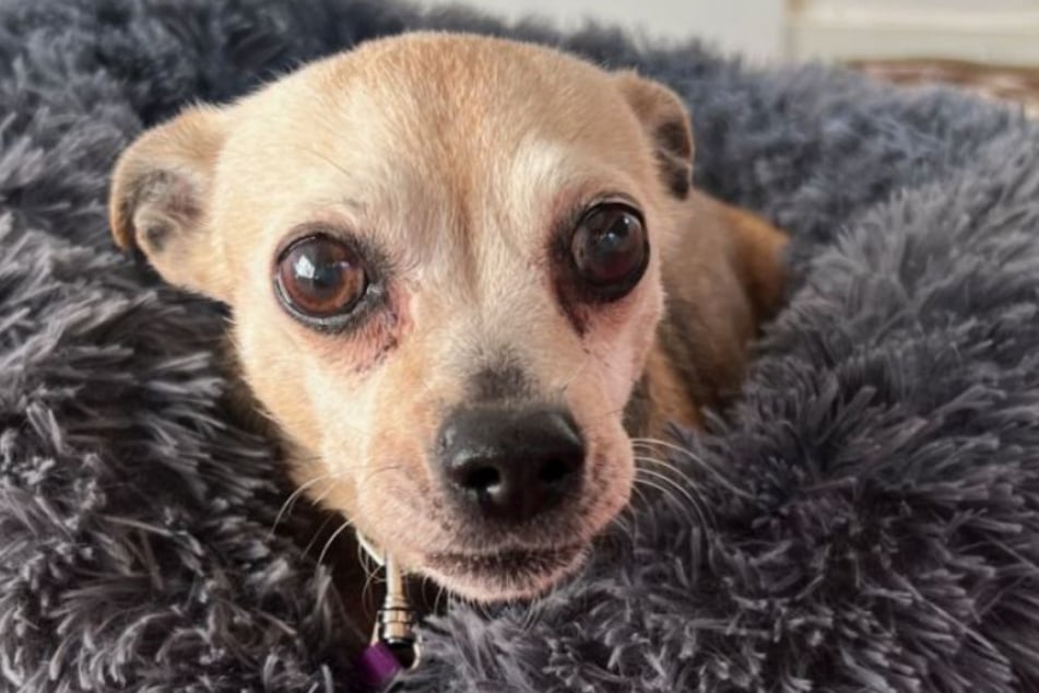 Para Zilli, los rescatadores de animales buscan amantes del Chihuahua que la acepten tal como es.