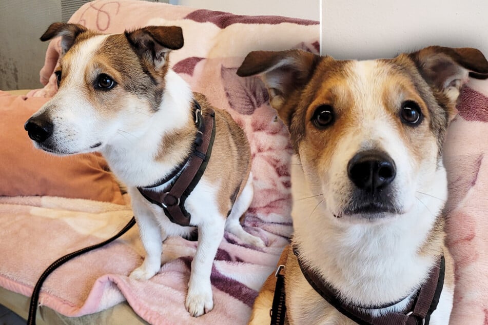 Terrier-Mix "Oskar" hofft auf erfahrene und geduldige Halter.