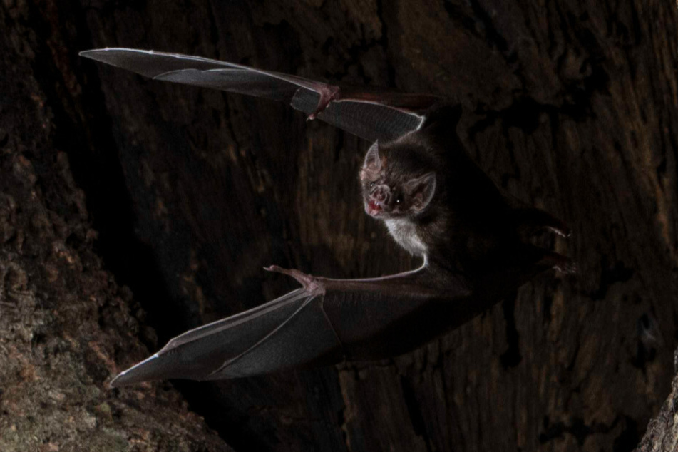 Eine Vampirfledermaus bei einem nächtlichen Ausflug.