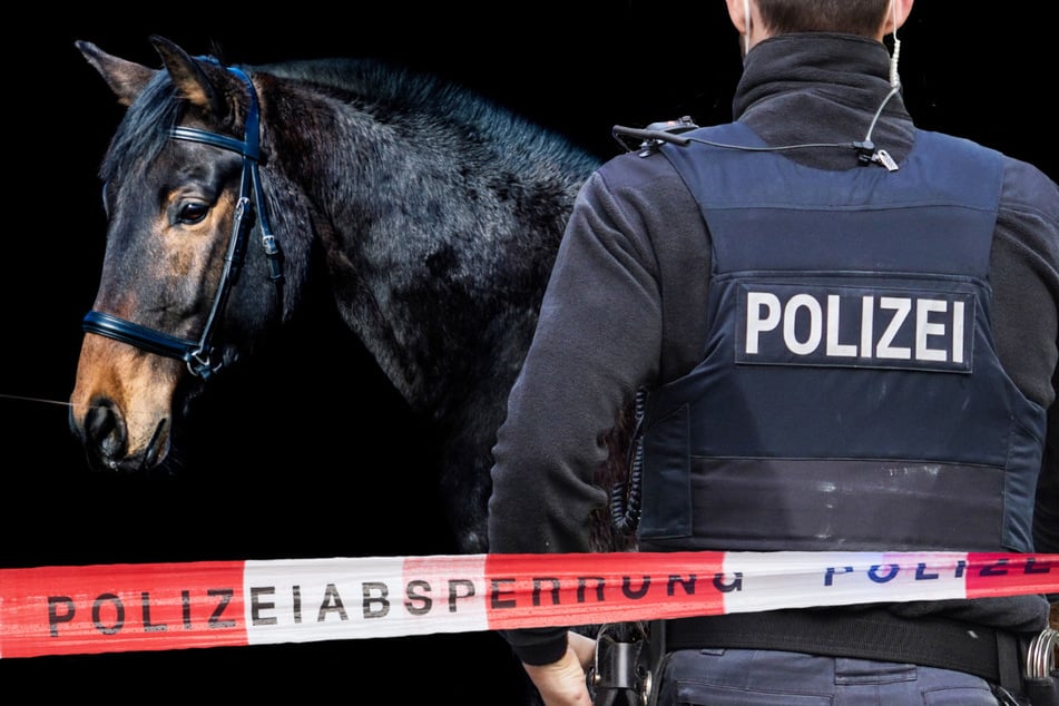 Die Polizei konnte die Pferde auf der A44 einfangen, doch ein Tier wird immer noch vermisst. (Symbolbild)