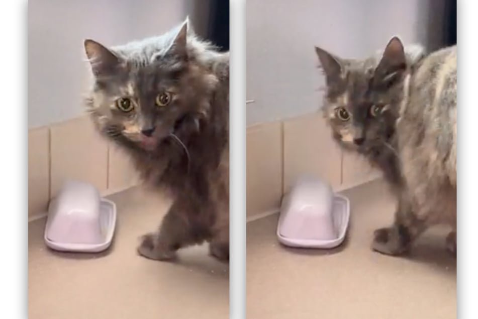Erst als sich der Kater umdrehte, bemerkte er, dass er dabei gefilmt wurde - und blickte ertappt in die Kamera.