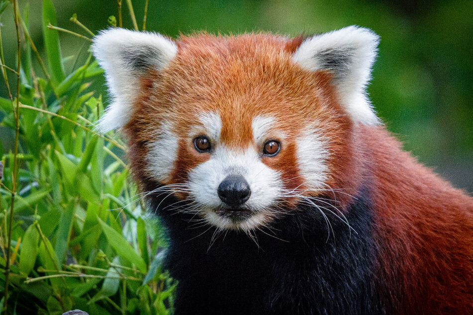 Der Zoo in Duisburg sucht nach einem Roten Pandabären.