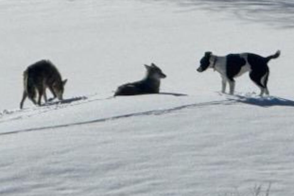 Ungewöhnliche "Freundschaft": Ruger lebte zeitweise mit Kojoten zusammen, überlebte vermutlich nur so den eiskalten Winter.