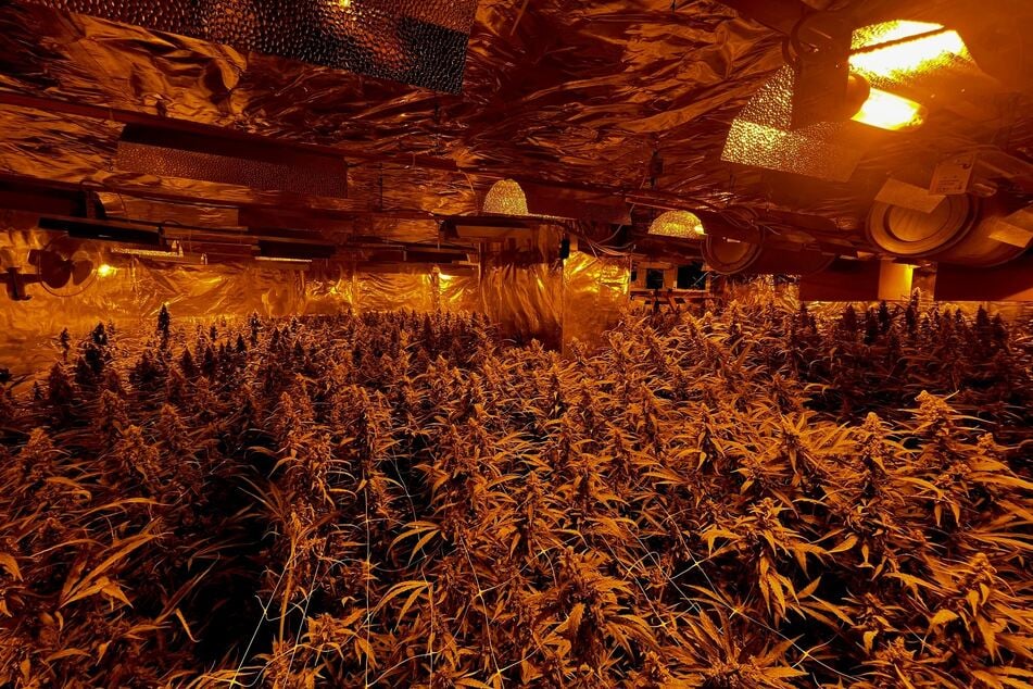 Die Polizei hat mehr als 1000 Cannabispflanzen sichergestellt.