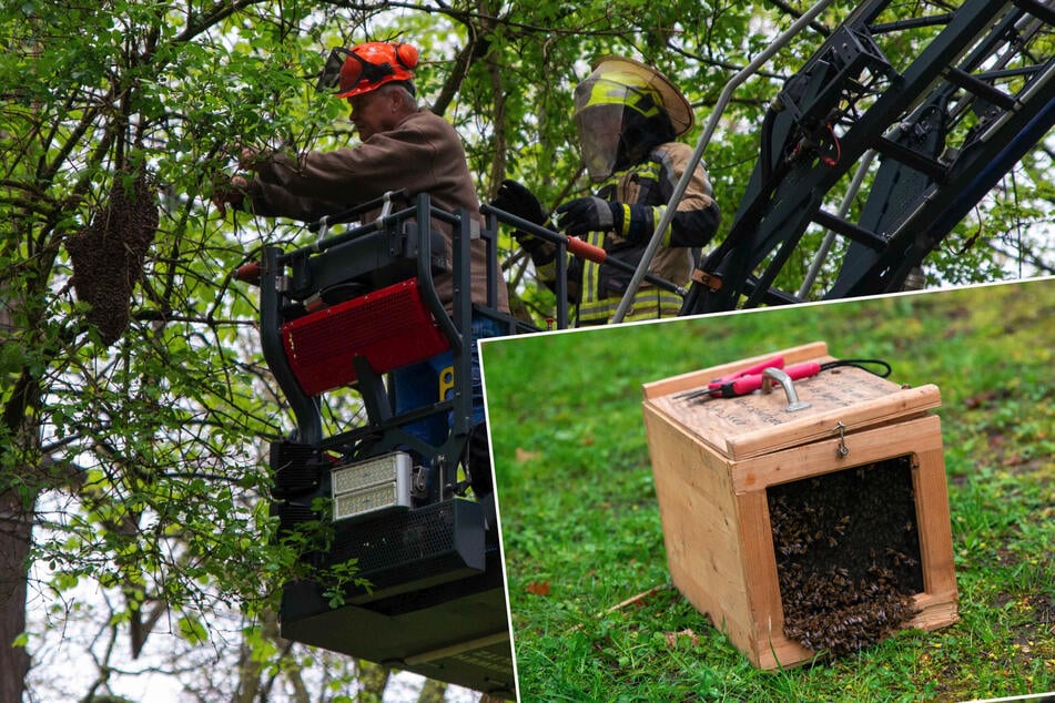 20.000 Bienen besetzen Görlitzer Stadtpark