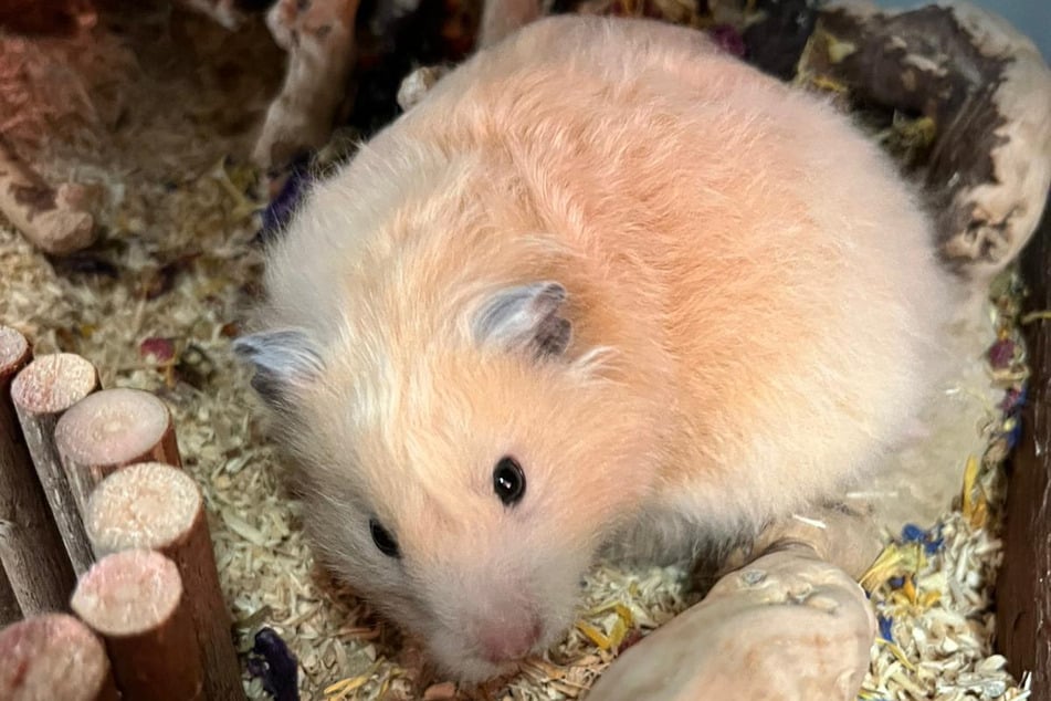 El hámster "10" espera, junto a muchos de su especie, un nuevo lugarcito con sus cariñosos dueños.