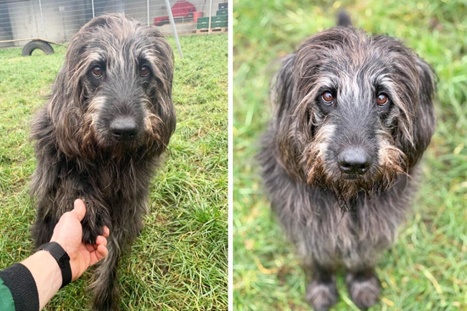 Woody (10), ein Riesenschnauzer-Mix, liebt Futter.