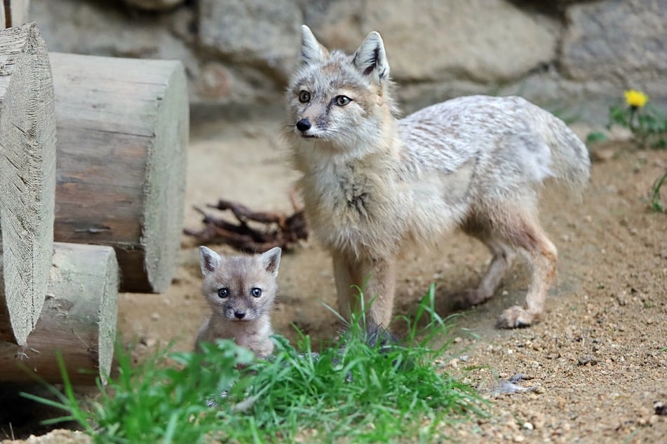 Seit 2018 leben Steppenfüchse im Görlitzer Tierpark. Nun gab's endlich Nachwuchs.