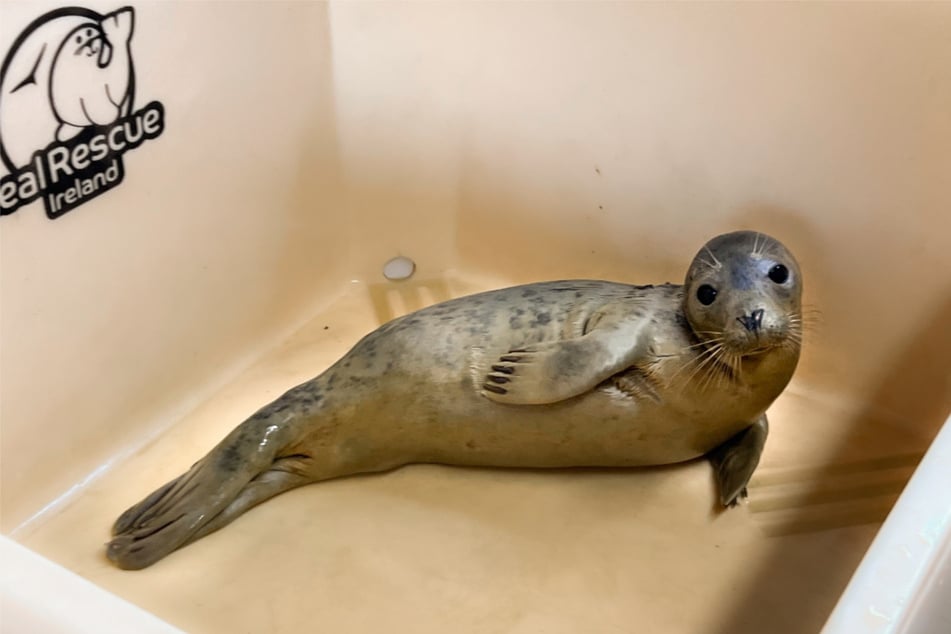 Tierschützer päppelten das Tierchen auf. Jetzt erstrahlt "Tralee" in neuem Glanz.