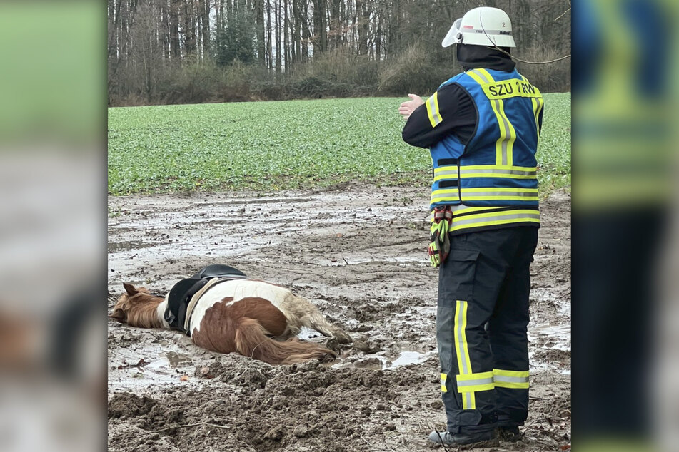 Schwieriger Fall für die Feuerwehr: Das Pferd hatte sich tief in den Schlamm eingegraben.