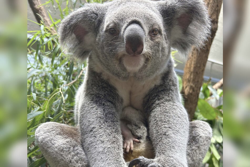 Aus dem Beutel von Koala-Weibchen Scar ragt ein winziges Bein.