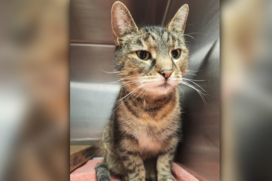 Katze Artemis kehrte eines Tages nicht mehr nach Hause zurück.