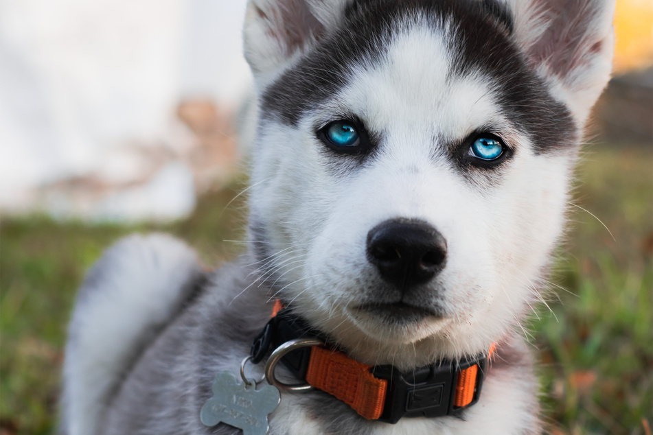 The Siberian husky is a truly stunning white dog breed.