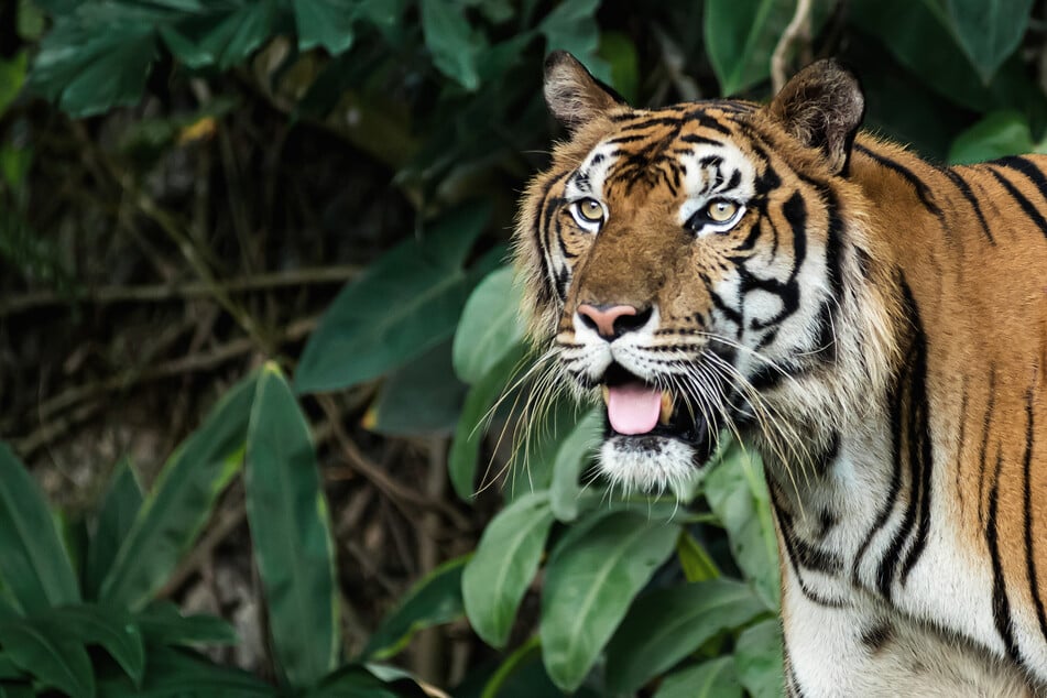 Für eine 56-Jährige endetet die Begegnung mit einem Tiger tödlich. (Symbolbild)