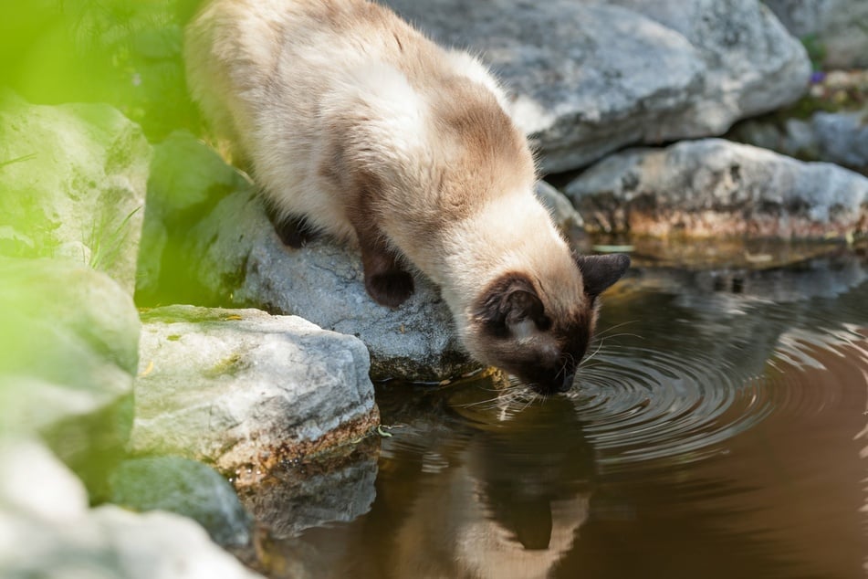 Cats tend to stay on the edge of a body of water, leaning in to take a drink.