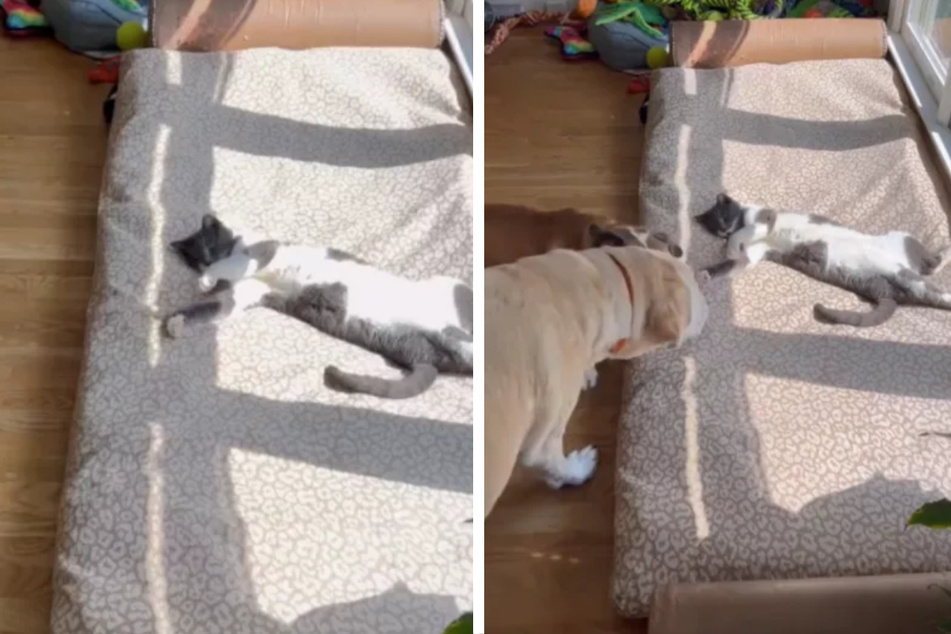Hunde finden Nachbarskatze auf ihrem Bett: So verblüffend ist ihre Reaktion