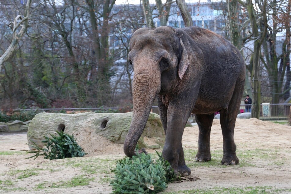 Elefanten und andere tierische Bewohner freuten sich im Berliner Zoo über Weihnachsbäume.