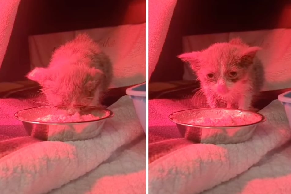 Babykater Maleo wird von den Troisdorfer Tierrettern zurzeit intensiv versorgt.