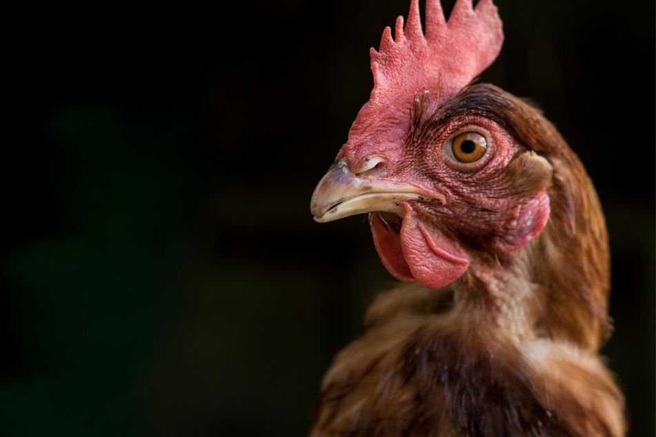 The oldest chicken in the world was an extraordinary hen named Peanut.