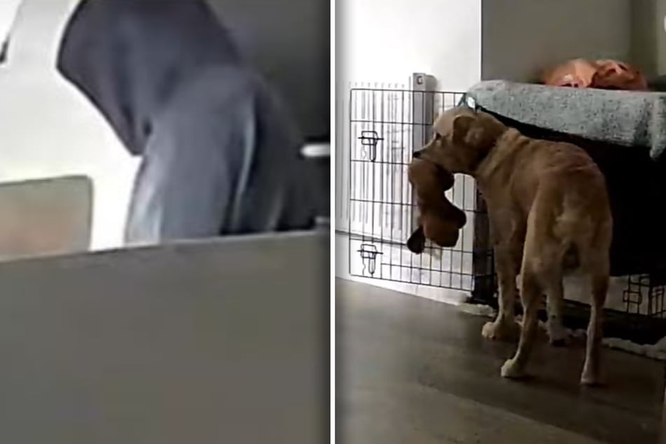 Im Video zieht sich Golden Retriever Joey irgendwann zurück, als sein Herrchen ihn konsequent ignoriert.