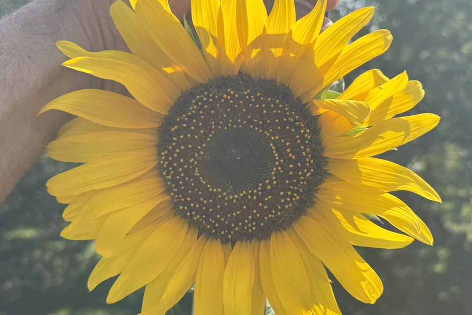 So sieht sie aus, die Rekord-Sonnenblume.