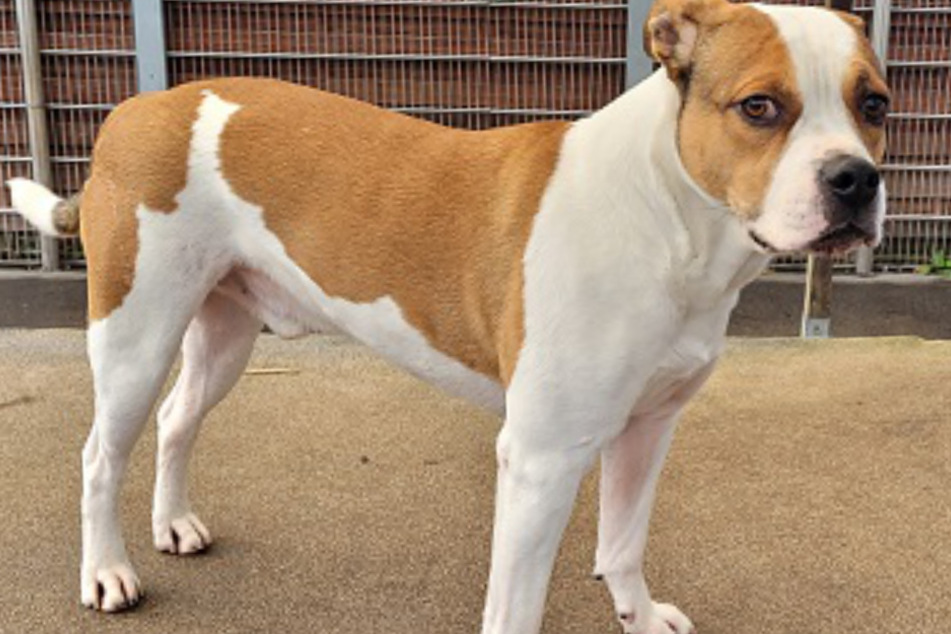 Staffordshire-Terrier-Rüde Babyboy kam aus traurigen Gründen ins Tierheim in Frankfurt am Main.