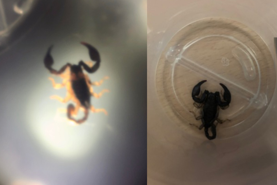 Der Skorpion könnte mit tropischem Obst nach Deutschland gekommen sein.