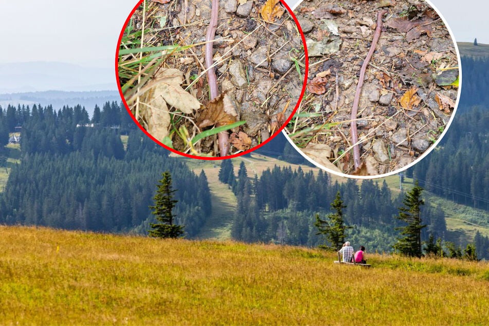 Bis zu 60 Zentimeter lang: Europas größter Wurm lebt im Schwarzwald!