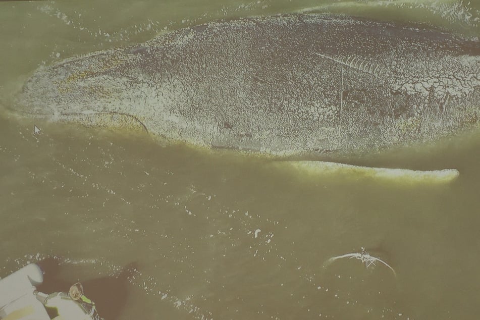 Trotz schlechtem Gesundheitszustand: Buckelwal in der Ostsee atmet weiterhin