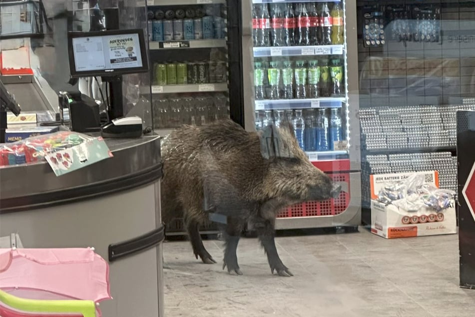 Das Tier lässt im Einkaufszentrum die Sau raus.