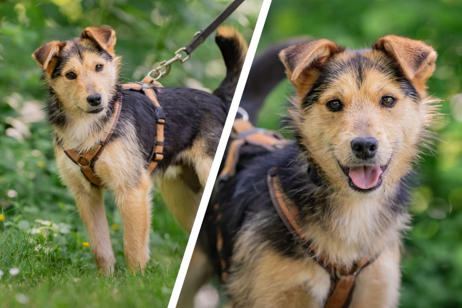 Zuckersüß und clever: Traumhund Struppi möchte endlich ankommen