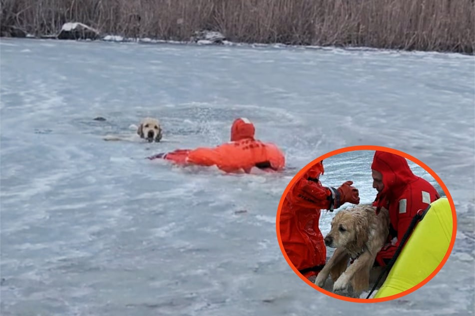Rettung in letzter Sekunde: Golden Retriever bricht auf gefrorenem Teich ein