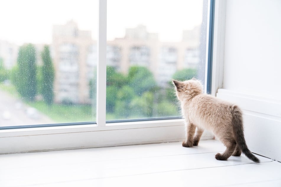 Es sollte unbedingt geklärt werden, wie man die Betreuung gestaltet, wenn man weg ist, bevor man sich eine Katze holt.