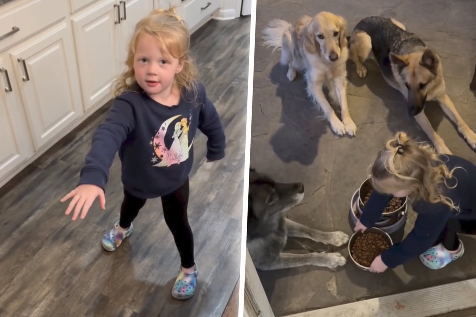 Kein Tischgebet, kein Abendbrot! Dreijährige füttert Hunde und geht viral