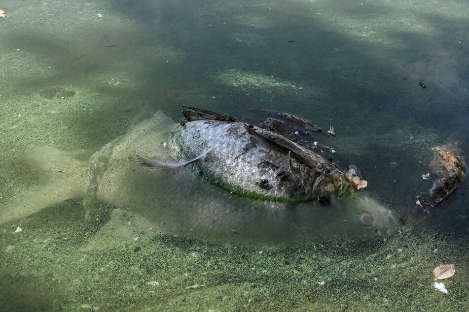 Im Wasser des Carolateichs, wo mehrere tote Fische gefunden wurden, wurden Blaualgen nachgewiesen.