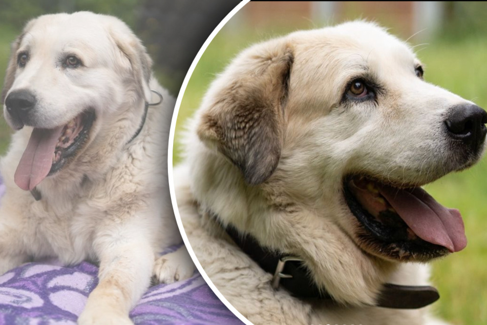 Hund genießt Zuwendung in vollen Zügen: Wer hat einen Platz für dieses "absolute Goldstück"?