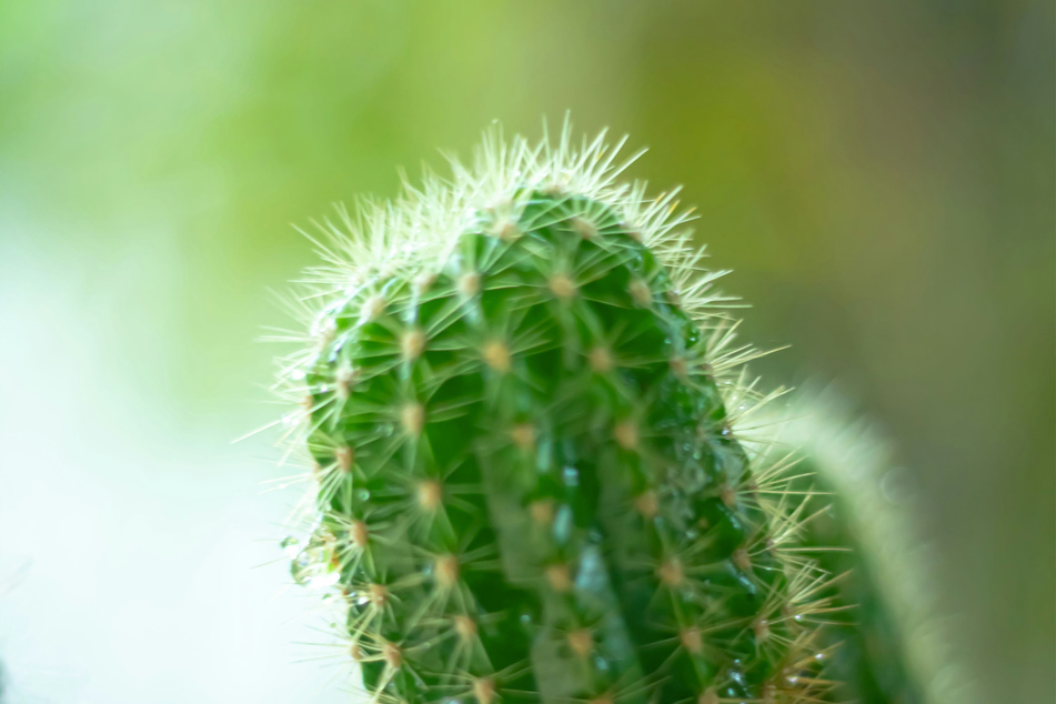 The key largo tree cactus could be the first of many species to die out due to rising sea levels.