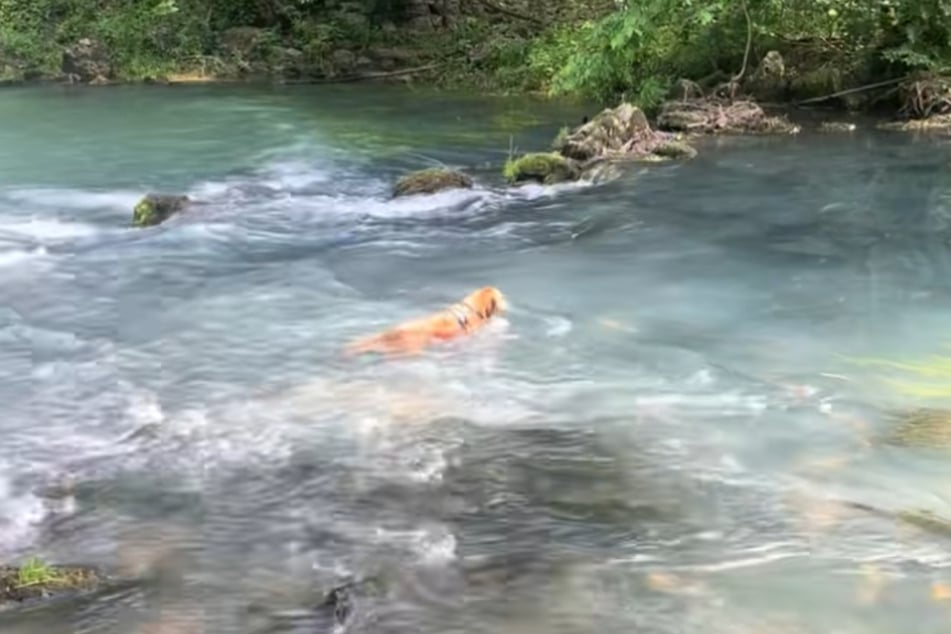 Scout treibt in den Stromschnellen des Flusses davon, während sich seine Besitzer verloben.