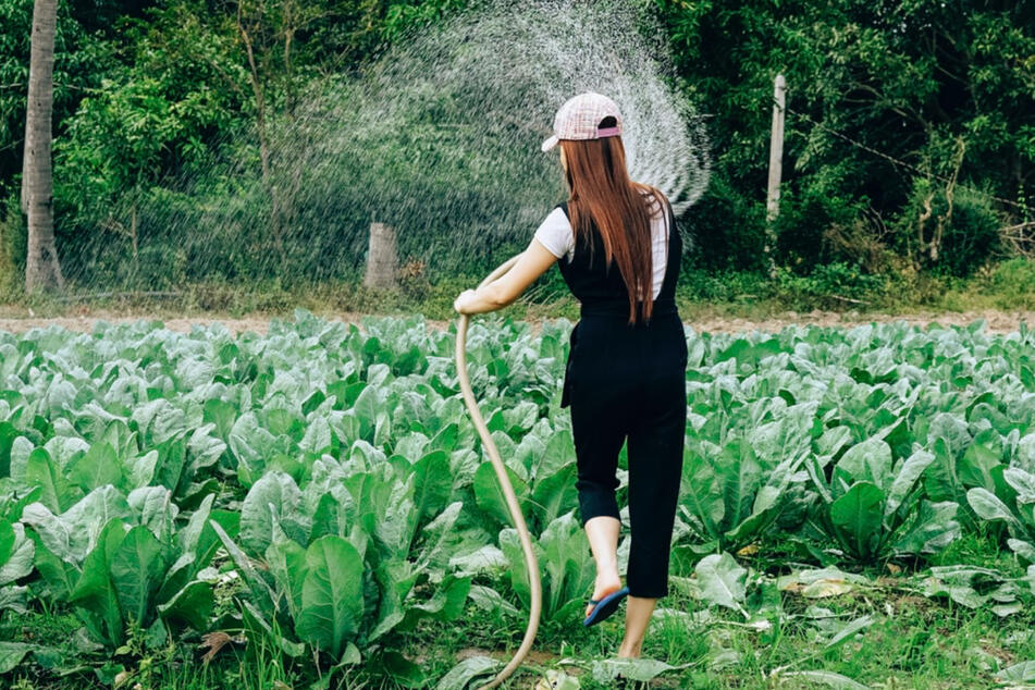 In heißen und trockenen Ländern wird mehr Wasser zum Gießen benötigt als hierzulande, da ein großer Teil direkt verdunstet.
